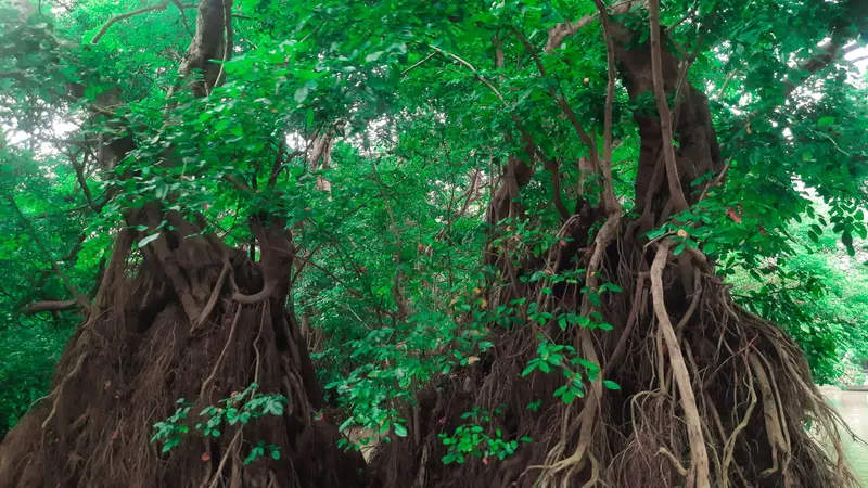 Sylhet